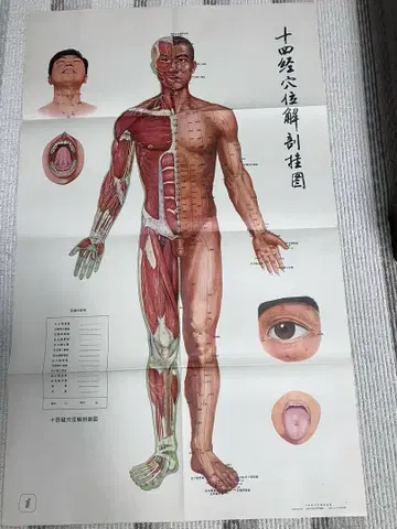 14경혈 해부학 경혈도 (경혈 침구) 희귀 자료