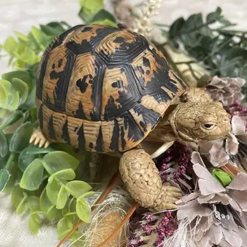 생물대도감 거북 01 그리스 육지거북 BANDAI