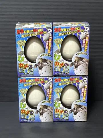 깜짝 거북이 알