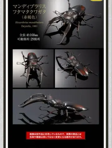 생물대도감 어드밴스 맨디브라리스 후타마타 사슴벌레 (적갈색)