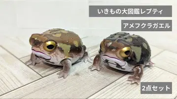 생물대도감 레프티 / 아메후쿠라 개구리 2점 세트