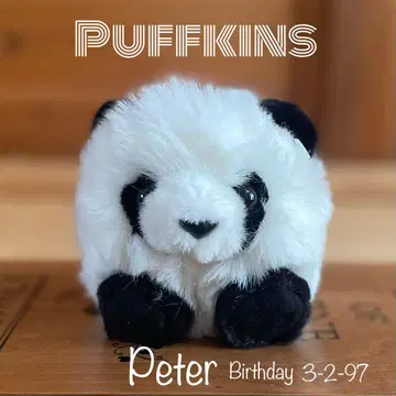 [ 구하기 어려움 ] Puffkins 팬더 봉제 인형