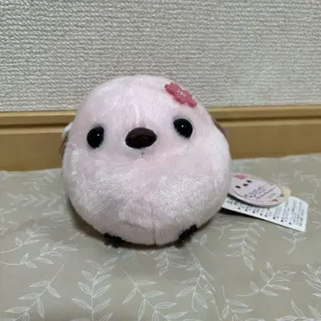 복복 시마연가 봄빛 절정 2 벚꽃색 시마에