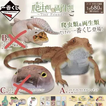 파충류 제일복권 A상 비어디드래곤 피규어