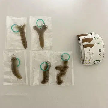 플라나리아 재생 실험 메지루시 마스코트 5종 세트