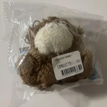 카토 시호와 곰