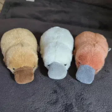 부들부들 오리너구리 봉제 인형 묶음 판매