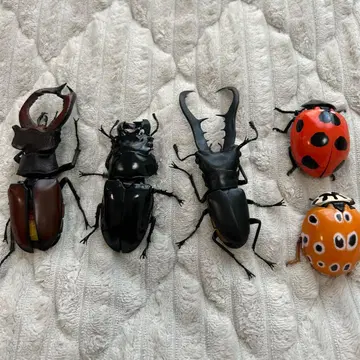 생물 대도감 어드밴스 사슴벌레, 무당벌레 5종 세트