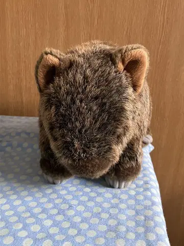 웜뱃 봉제 인형 10C +1