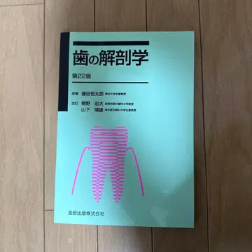 치아 해부학