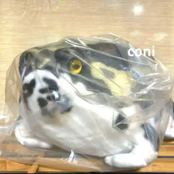 [ 미개봉 ] 리얼 애니멀즈 아메후쿠라 개구리 봉제 인형