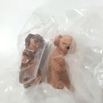 함께 잠들어요 - 강아지 - 토이 푸들 & 미니어처 닥스훈트