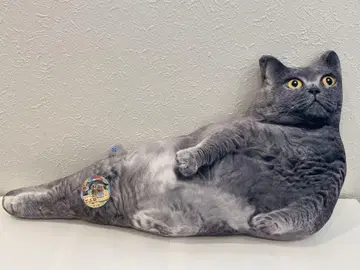 리얼 뚱냥이 쿠션2