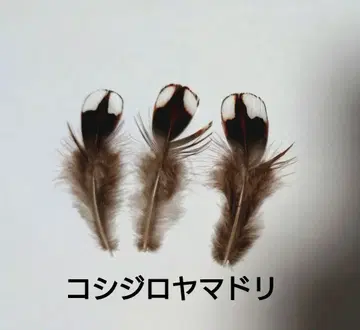 코시지로야마도리의 허리 깃털 3개