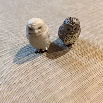 아니아 올빼미