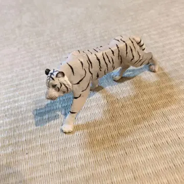 아니아 화이트 타이거