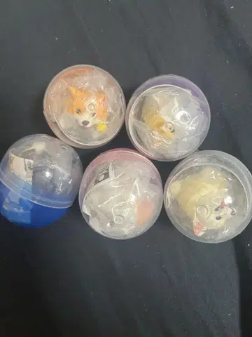코기 산책 편안한 코기 5세트