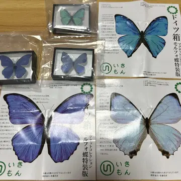 독일 상자 마그넷 컬렉션 모르포 나비 특장판 3종