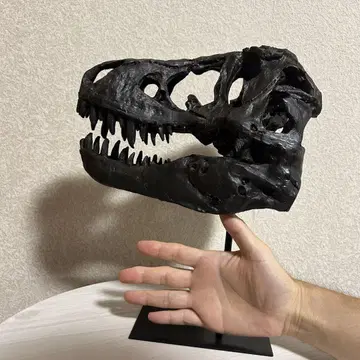 공룡 티라노사우루스 T-REX 두개골 골격 스켈레톤