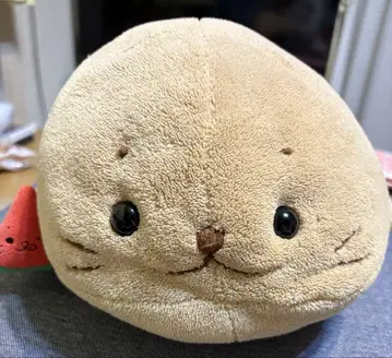 레어 시로땅 밀색으로 변신