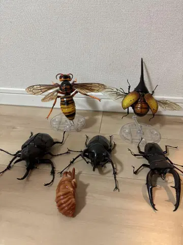 생물대도감 장수풍뎅이 사슴벌레 어드밴스 번데기 헤라클레스