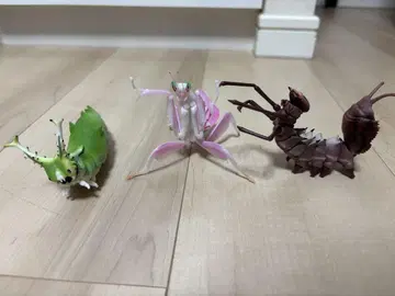 생물대도감 샤치호코가 하나사마귀