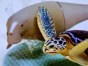 YUJIN 원색 조바 수족관 입체 도감 듀공 + 청바다거북 set