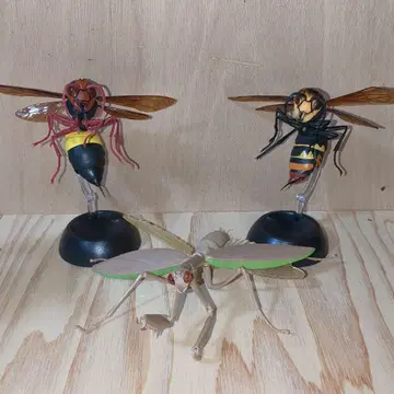 생물대도감 곤충 피규어 3체 세트