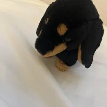 소형견 봉제 인형 블랙과 브라운
