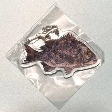 평면 수족관 아쿠아 토토기후 한정판 크로다이 아크릴 키링