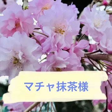 마차 말차님 리퀘스트