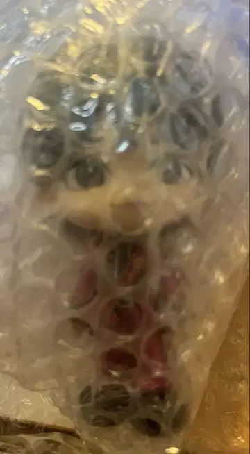 치넨 유리 노멀 컬러 피규어