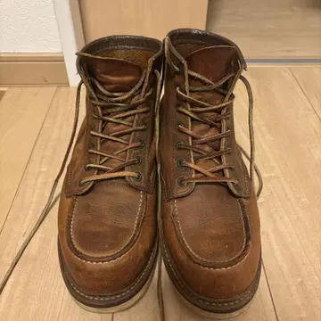 레드윙 아이리쉬 세터 1907