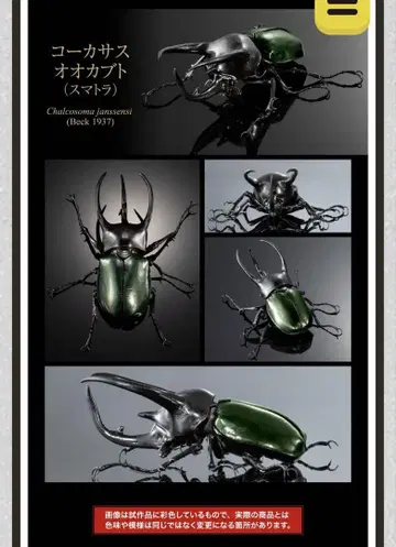 생물대도감 어드밴스 코카서스장수풍뎅이 (수마트라)