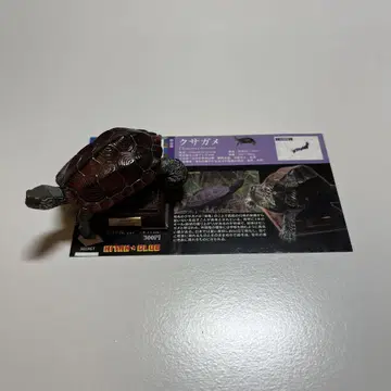 네이처 테크니컬러 일본의 거북 풀무늬거북