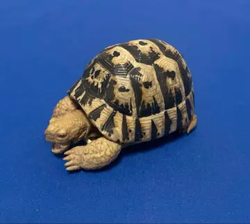 생물대도감 그리스 육지거북