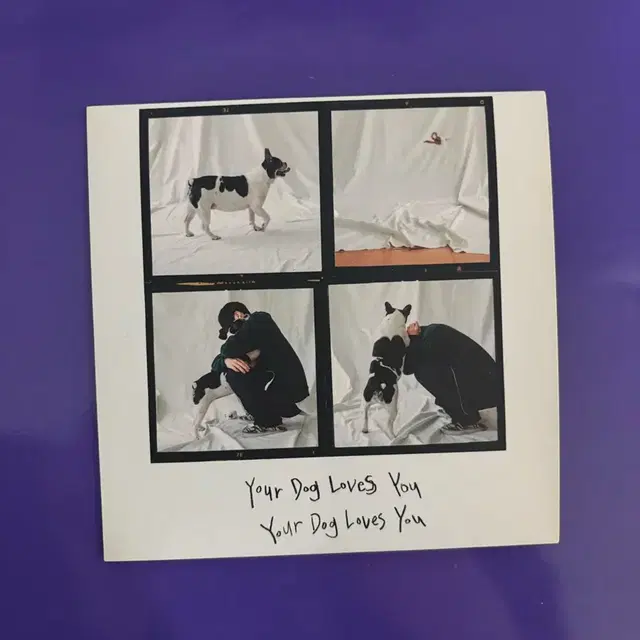 콜드 colde your dog loves you 앨범 CD