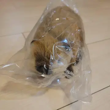 슈퍼 비버 봉제 인형