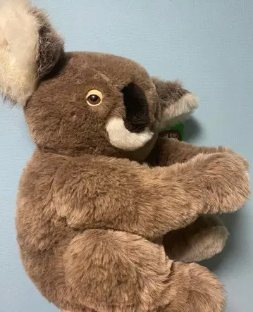 [ 레어 ] 코알라 호주 봉제 인형  DAKIN