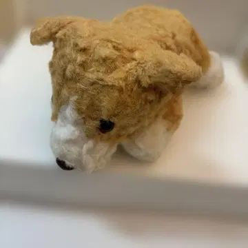 몽슈슈 파푸스 코기