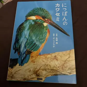 일본의 물총새