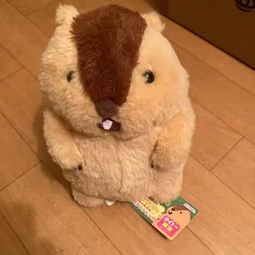 마모트의 모토토 봉제 인형