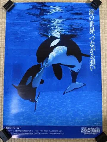 [ 레어 ] 카모가와 씨월드 범고래 포스터 ( B2 사이즈 )