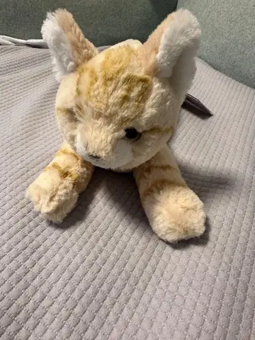 산레몬 무릎 고양이 S