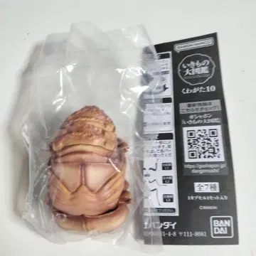 생물의 대도감 오오쿠와가타 번데기 07