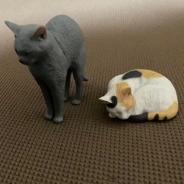모리구치 슈의 고양이