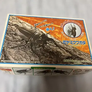 이마이 세계의 곤충 컬렉션 사슴벌레 태엽 구동 레어