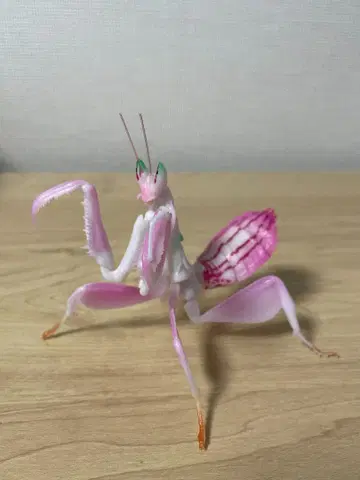 하나사마귀 (핑크) 생물대도감 사마귀 03 곤충 생물 가챠