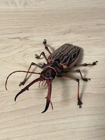 오오키바우스바카미키리 (다크) 생물대도감 어드밴스 곤충 생물 가챠