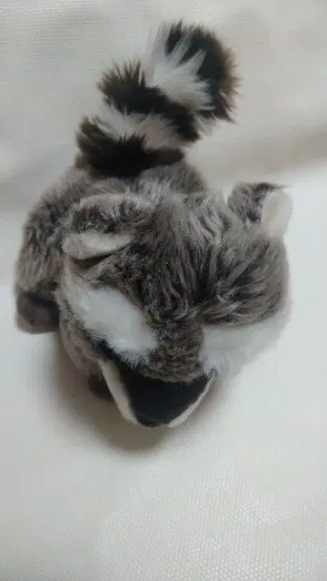 너구리 와일드 리퍼블릭 봉제 인형 565